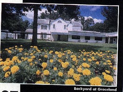 Backyard Graceland